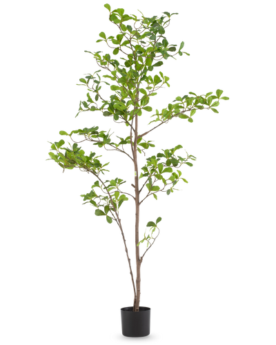 De Kunstplant Terminalia Catappa 150 cm is een hoge kunstboom in pot met meerdere slanke takken en groene bladeren in een eenvoudige zwarte pot tegen een effen witte achtergrond.