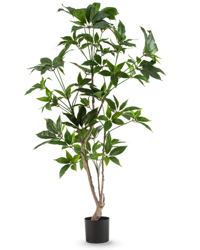 De Kunstplant Schefflera 150 cm heeft meerdere dunne houtachtige stengels met glanzend groene bladeren, in een eenvoudige zwarte pot en tegen een effen witte achtergrond.