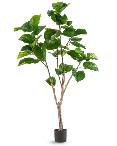 De Kunstplant Ficus Rumphii 180 cm is een hoge kunstplant met grote, glanzende groene bladeren en verschillende bruine stengels, weergegeven in een eenvoudige zwarte pot tegen een effen witte achtergrond.