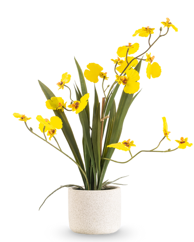 De Kunst Oncidium Real Touch 48 cm geel heeft lange, slanke bladeren en lange stelen met heldergele orchideeën in een witte pot, tegen een effen witte achtergrond.