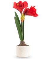 De Kunstbloem Amaryllis Real Touch rood 48 cm heeft twee grote rode bloemen en lange groene bladeren, gepresenteerd in een eenvoudige pot met witte textuur tegen een effen lichte achtergrond.