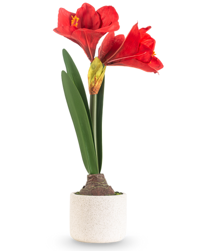 De Kunstbloem Amaryllis Real Touch rood 48 cm heeft twee grote rode bloemen en lange groene bladeren, gepresenteerd in een eenvoudige pot met witte textuur tegen een effen lichte achtergrond.