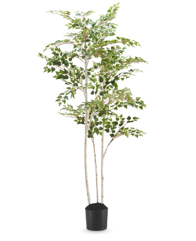 De Kunst Berkenboom "Silver" 180 cm is een hoge kunstberk met bonte bladeren in een eenvoudige zwarte pot, tegen een effen witte achtergrond.