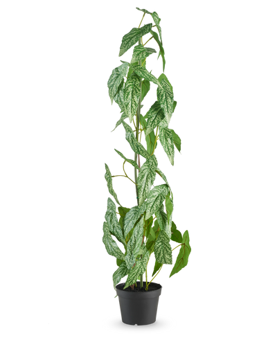 De Kunstplant Begonia Maculata 90 cm groen staat hoog met gespikkelde witte en groene bladeren in een kleine zwarte pot, tegen een effen witte achtergrond.
