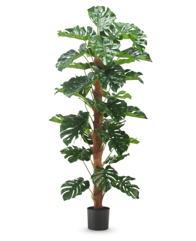 Kunstplant Monstera 180 cm heeft grote, glanzend groene bladeren en een bruine stengel met textuur in een eenvoudige zwarte pot, tegen een effen witte achtergrond.