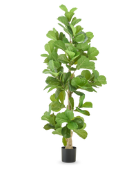 Tobacco plant 210 cm