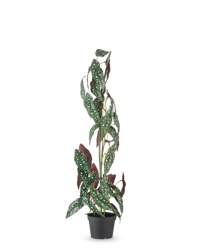 De Kunstplant Begonia Maculata 90 cm groen/rood heeft hoge, rechtopstaande stelen en groene bladeren met witte stippen en roodpaarse onderkant, tegen een effen witte achtergrond.