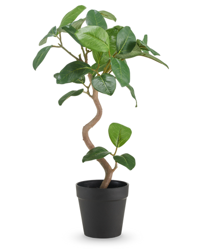 De Kunst Ficus Elastica 42 cm heeft een gedraaide stam en brede, glanzend groene bladeren, gepresenteerd in een eenvoudige zwarte pot tegen een effen witte achtergrond.