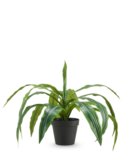 De Kunst Dracaena in pot UV 50 cm heeft lange, overhangende groene bladeren en wordt geleverd in een zwarte pot, tegen een effen witte achtergrond.