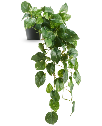 De Kunst Hangende goudrank Deluxe in pot 80 cm UV heeft glanzende, hartvormige groene bladeren die elegant vanuit een zwarte pot naar beneden lopen, tegen een witte achtergrond.