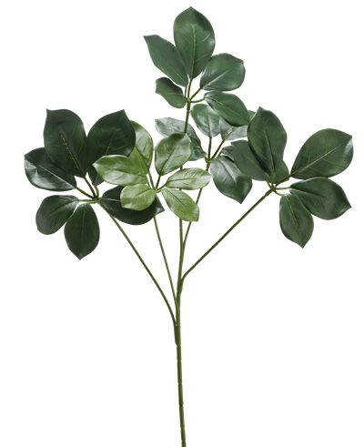 De Kunsttak Schefflera 50 cm FR heeft een enkele stengel met meerdere trossen brede, donkergroene bladeren en enkele lichtere groene bladeren, tegen een witte achtergrond.
