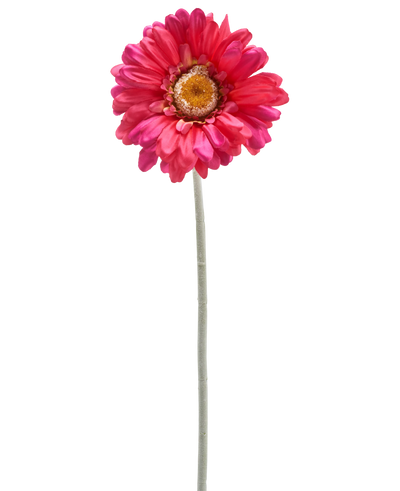 Een enkele Kunstbloem Gerbera 53 cm bordeaux met een lange groene steel, geïsoleerd op een witte achtergrond.