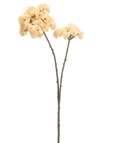 Twee hoge Kunstbloem Sedums van 70 cm met cremekleurige stelen met groenbruine stengels en trossen cremekleurige, stekelige pomponbloemen worden getoond tegen een effen witte achtergrond.