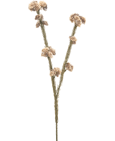 De Kunstbloem Ozothamnus diosmifolius 57 cm creme/bruin heeft een enkele gedroogde stengel met twee takken, elk met clusters van kleine, ronde, beige en bruine stekelige bloemen tegen een effen witte achtergrond.