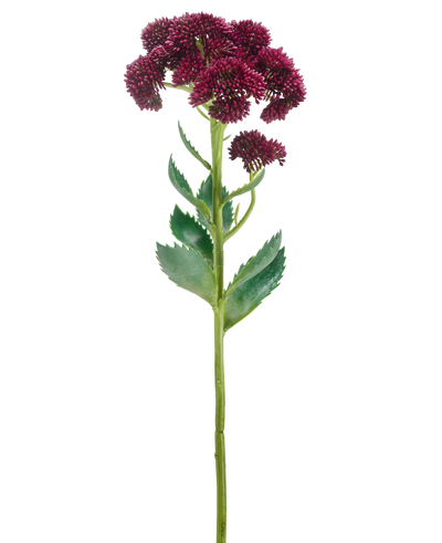 Een enkele Kunstbloem Sedum 57 cm paars heeft een lange groene stengel met trosjes kleine donkerpaarse bloemen en groene bladeren, geïsoleerd op een witte achtergrond.