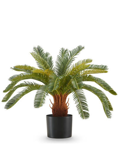 De Kunstplant Cycas UV 60 cm heeft lange, gebogen groene bladeren en een dikke, bruine stam met textuur in een zwarte pot, tegen een witte achtergrond.