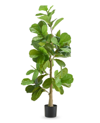 Tobacco plant 150 cm