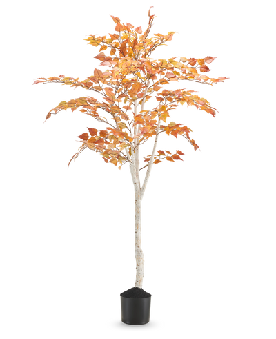 De Kunst Berkenboom "Herfst" 150 cm is een hoge kunstberk met een slanke witte stam en oranjegele herfstbladeren, in een kleine zwarte pot tegen een effen witte achtergrond.