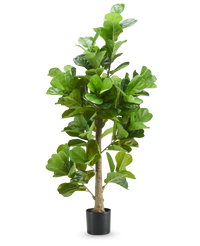 Tobacco plant 180 cm