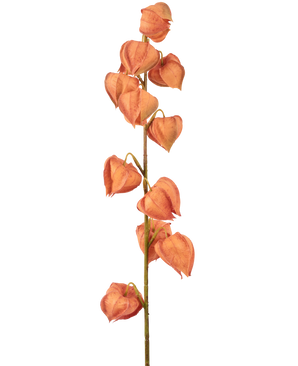 De Kunstbloem Lampionplant 79 cm oranje heeft een enkele stengel met meerdere oranje, lampionvormige bolsters, verticaal gerangschikt en lijkend op gedroogde physalis, op een effen witte achtergrond.