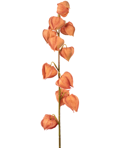 De Kunstbloem Lampionplant 79 cm oranje heeft een enkele stengel met meerdere oranje, lampionvormige bolsters, verticaal gerangschikt en lijkend op gedroogde physalis, op een effen witte achtergrond.