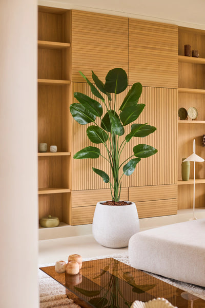 Een Kunstplant Strelitzia van 210 cm met Real Touch-afwerking staat prominent in een moderne woonkamer met lichte houten planken, een minimalistische inrichting en neutrale meubels. Deze onderhoudsvriendelijke plant heeft een Real Touch-afwerking voor een levensechte uitstraling en versterkt de stijlvolle en rustige sfeer van de ruimte.