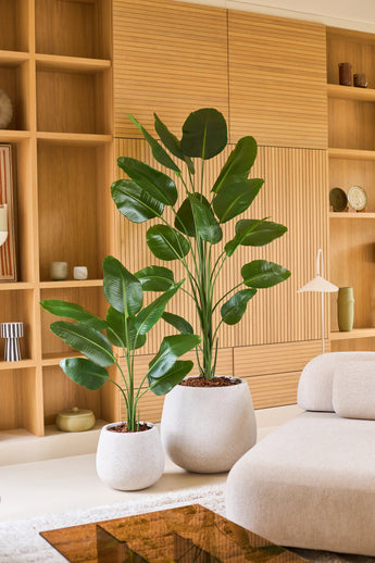 Twee grote tropische potplanten met brede groene bladeren, waaronder de Kunstplant Strelitzia 210 cm real touch, staan op een lichte vloer voor een houten rek in een moderne, minimalistische woonkamer die is ingericht in neutrale tinten. Deze onderhoudsvriendelijke aanwinsten brengen levendig groen in de ruimte zonder dat ze extra verzorging nodig hebben.