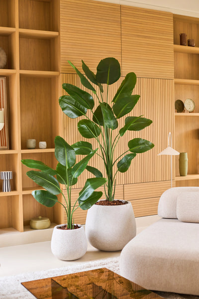 Twee grote tropische potplanten met brede groene bladeren, waaronder de Kunstplant Strelitzia 210 cm real touch, staan op een lichte vloer voor een houten rek in een moderne, minimalistische woonkamer die is ingericht in neutrale tinten. Deze onderhoudsvriendelijke aanwinsten brengen levendig groen in de ruimte zonder dat ze extra verzorging nodig hebben.