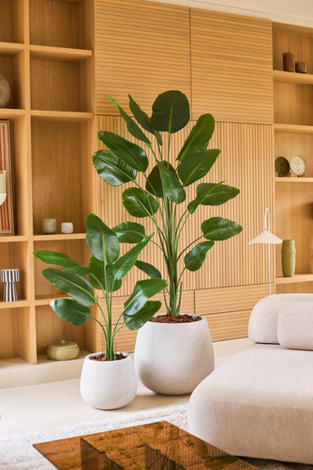 Two large tropical potted plants with wide green leaves, including the Artificial Plant Strelitzia 210 cm real touch, stand on a light floor in front of a wooden rack in a modern, minimalist living room decorated in neutral tones. These low-maintenance additions bring vibrant greenery into the room without requiring extra care.