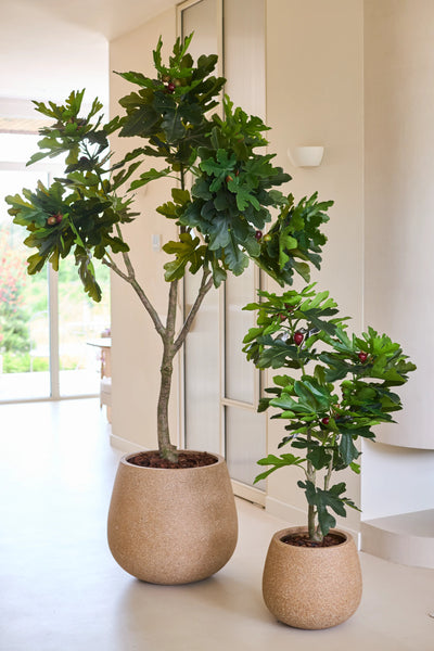 Two Artificial Ficus Carica fig trees, each 210 cm high and with lush green leaves, are placed indoors near a light window against a wall and floor in neutral colors.