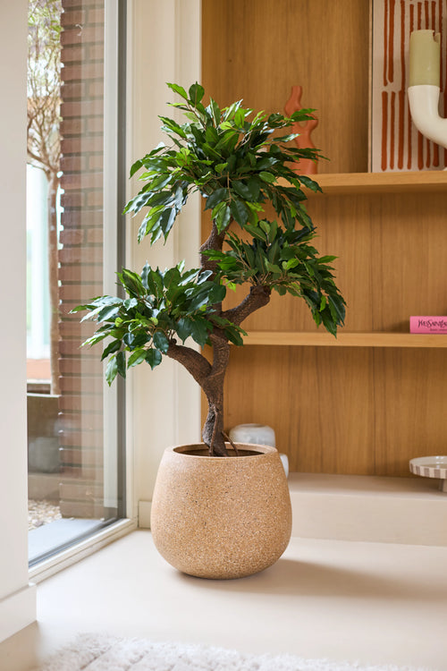 An Artificial Ficus Crazy plant measuring 120 cm with lush green leaves is placed indoors near a window, next to wooden shelves with decorative objects and colorful decorative pots. In the middle of this arrangement, this unique colored plant gives the cozy atmosphere an extra touch of charm.