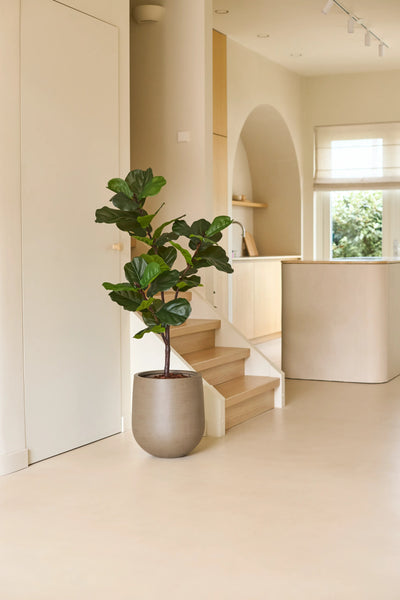 Een Kunstplant Ficus Tabaksplant Deluxe van 125 cm in een grijze pot staat op de vloer naast een trapje van licht hout in een moderne, minimalistische woonruimte met neutrale tinten en natuurlijk raamlicht, en zorgt als opvallend middelpunt van de kamerplantencollectie voor een subtiele Afrikaanse sfeer.