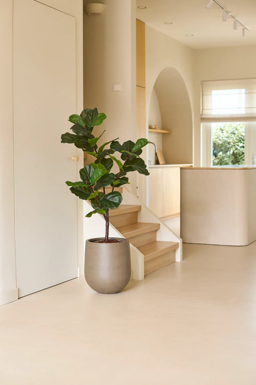 An Artificial Ficus Tobacco Plant Deluxe of 125 cm in a gray pot stands on the floor next to a light wood staircase in a modern, minimalist living space with neutral tones and natural window light, and provides a subtle African atmosphere as a striking centerpiece of the houseplant collection.