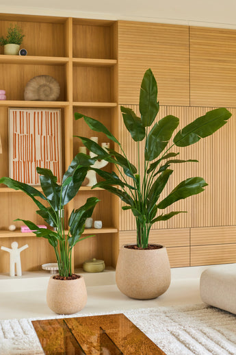 Twee grote groene potplanten, waaronder de opvallende Kunstplant Strelitzia Nicolai Deluxe 165 cm, staan op de vloer in een moderne woonkamer met lichte houten planken en kasten, versierd met minimale decoraties en abstracte kunst. De weelderige tropische Kunstplant Strelitzia Nicolai Deluxe 165 cm voegt een levendige frisheid toe aan de rustige ruimte.