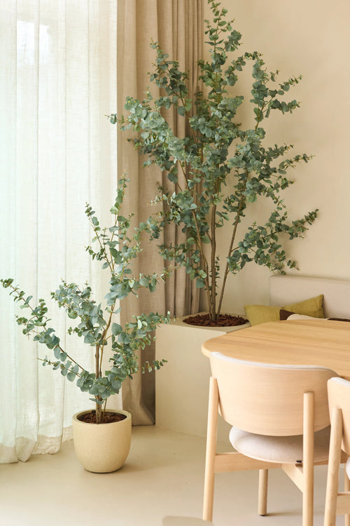 Two Artificial Eucalyptus artificial plants of 150 cm, placed next to transparent curtains and beige walls, combined with a light wood dining table and chairs in a minimalist, modern interior.