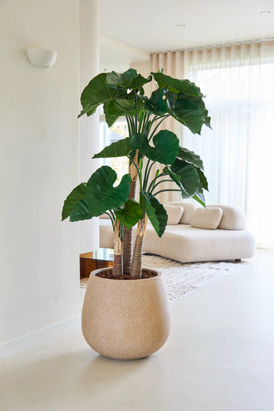 De kunstplant Alocasia van 150 cm, met brede groene bladeren, staat in een beige pot met structuur op een lichte vloer. Op de achtergrond laten een crèmekleurige bank en doorschijnende witte gordijnen het zonlicht binnenstromen.