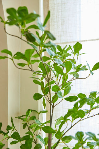 An artificial plant Terminalia Catappa of 150 cm, with its tall green shape and wide leaves, stands near a bright window with translucent curtains, allowing natural light to enter the room.