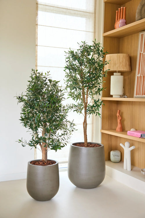 Two artificial olive trees from the Kunst brand, model UV 160 cm, stand next to each other on a white floor, near a wooden shelf decorated with books, vases and figurines. Soft light pours in through a window with a beige roller blind in the background.