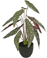 Artificial Begonia 48 cm in Sierpot Black - Easyplants Artificial Plants & Flowers