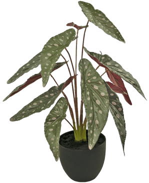 Artificial Begonia 48 cm in Sierpot Black - Easyplants Artificial Plants & Flowers