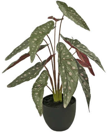 Artificial Begonia 48 cm in Sierpot Black - Easyplants Artificial Plants & Flowers