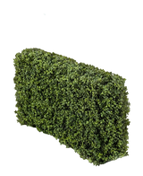 Artificial Buxus hedge 100x20x50 cm UV - Easyplants Artificial Plants & Flowers