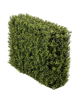Artificial Buxus hedge 70x20x50 cm UV - Easyplants Artificial Plants & Flowers