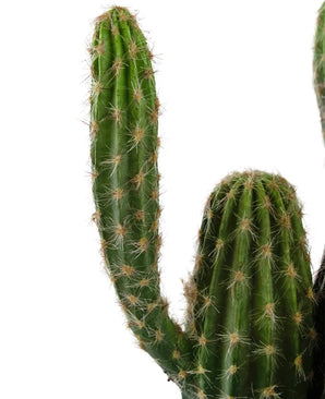 Een close-up van de Kunst Cactus 62 cm, met meerdere rechtopstaande groene armen met scherpe witte stekels, tegen een effen witte achtergrond.