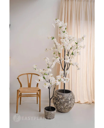 Een minimalistische kamer met een houten stoel, beige gordijnen en twee Kunst Kersenbloesem 120 cm wit met witte bloesem in pot - de ene in een grijze pot met structuur en de andere in een zwarte pot.