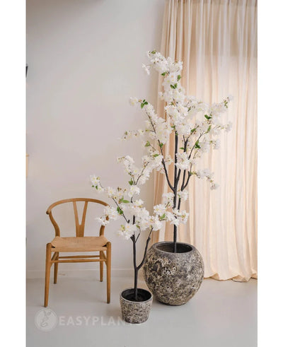 Een minimalistische kamer met een houten stoel, beige gordijnen en twee Kunst Kersenbloesem 120 cm wit met witte bloesem in pot - de ene in een grijze pot met structuur en de andere in een zwarte pot.