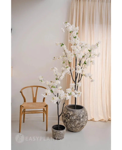 A minimalist room with a wooden chair, beige curtains and two Artificial Cherry Blossoms 120 cm white with white blossoms in a pot - one in a gray pot with structure and the other in a black pot.