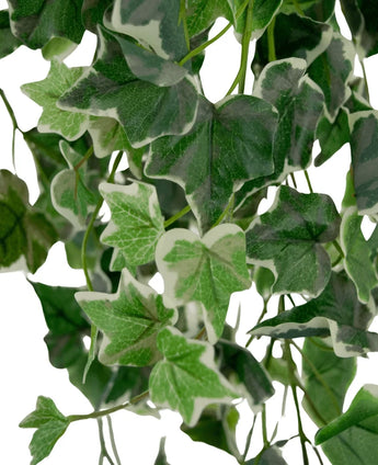Close-up of Artificial Ivy 130 cm green/white, with artificial ivy leaves with detailed shapes, vein patterns and varying green tones with white edges against a white background.