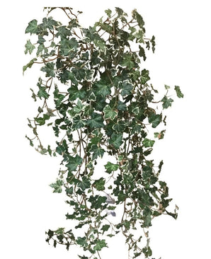 De Kunst Klimop Deluxe Rijk Groen-wit 90 cm heeft weelderige, groene en witgerande hartvormige bladeren op lange, slingerende stelen, tegen een effen witte achtergrond.