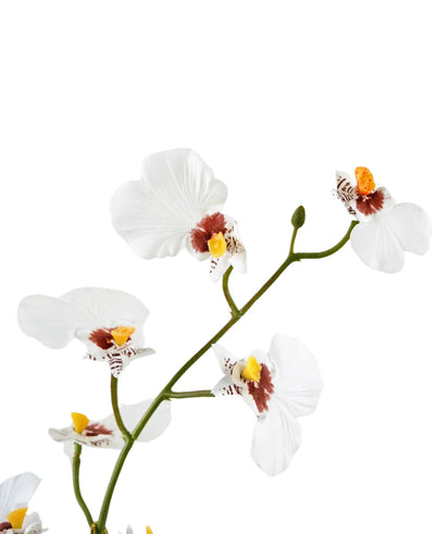Een close-up van de Kunst Oncidium Real Touch 48 cm wit toont de delicate witte orchideeënbloemen met gele en bruine hartjes tegen een effen witte achtergrond.